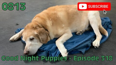 [0813] GOOD NIGHT PUPPIES - EPISODE 318 [#dogs #doggos #doggies #puppies #dogdaycare]