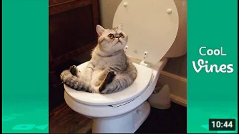 Try Not To Laugh Challenge - Funny Cat & Dogs 2021
