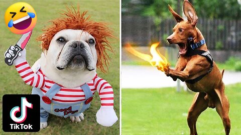 These are some of the funniest dog videos on the internet today! Funniest Animals 2023 🤣🐶