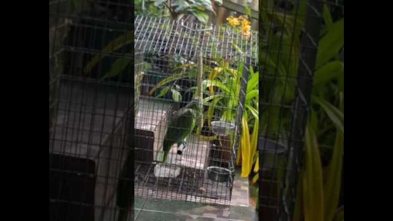 Parrot singing Sia