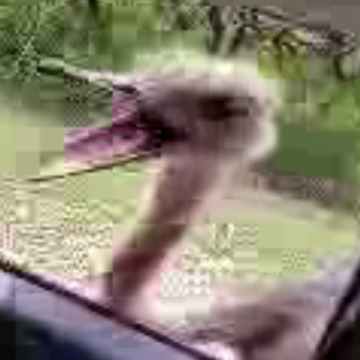 Ostrich Steals Young Girl's iPad