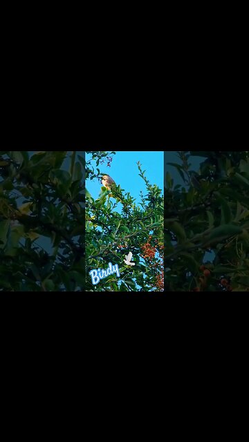 Birdy 🕊 #wuauquikuna #chaffinch #birdwatching #nature #naturelovers #ukbirds #littlebirds