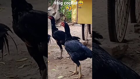 #big cocks 2023#😃🤣