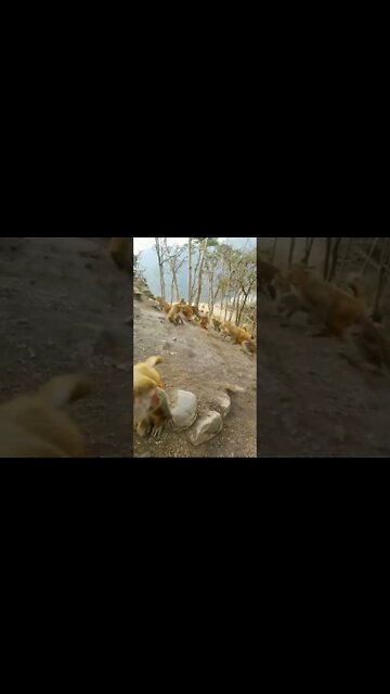 Most Amazing and trending video||relaxing your mind||trendig videos|| #shorts #trending #viral #live