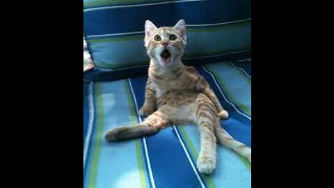 funny scares