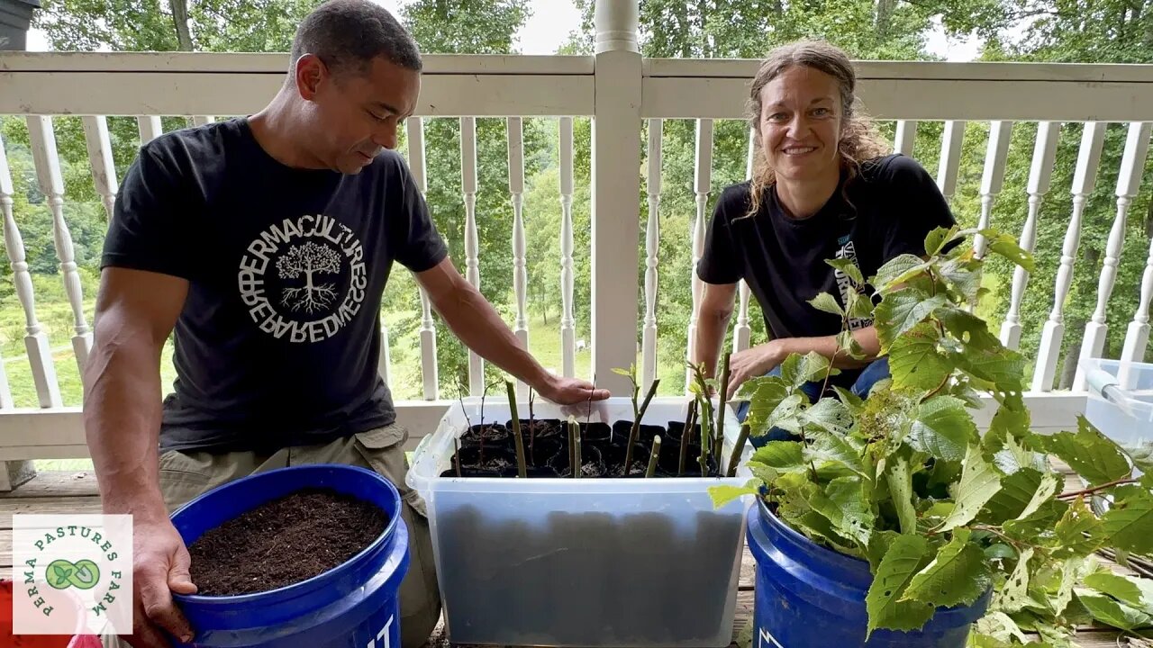 Harvest Abundance for Free: Propagate Your Own Fruit and Nut Trees with These Simple Cuttings!