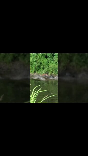 Gator Attacks Wounded Deer #shorts