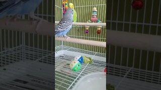 Budgies Hot And Cold 😂 #shorts #youtubeshorts #funny #animallover #budgies