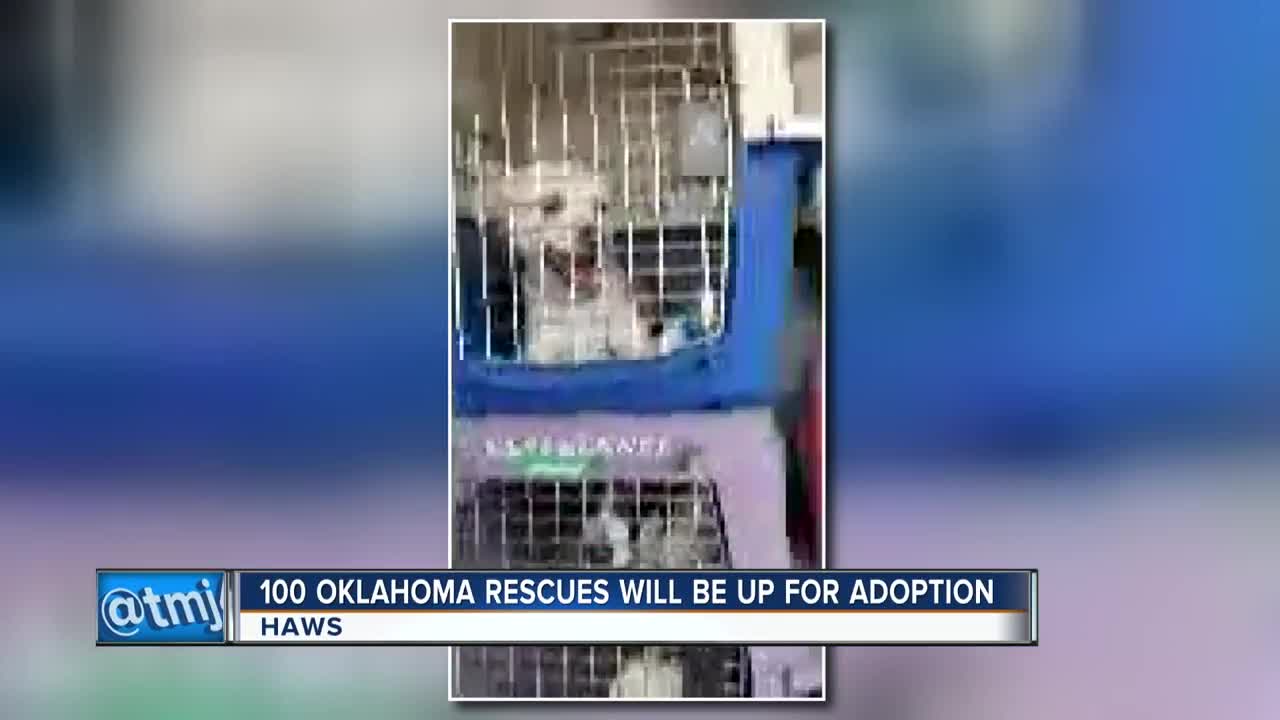 Waukesha Humane Society welcomes nearly 100 animals affected by Oklahoma flooding