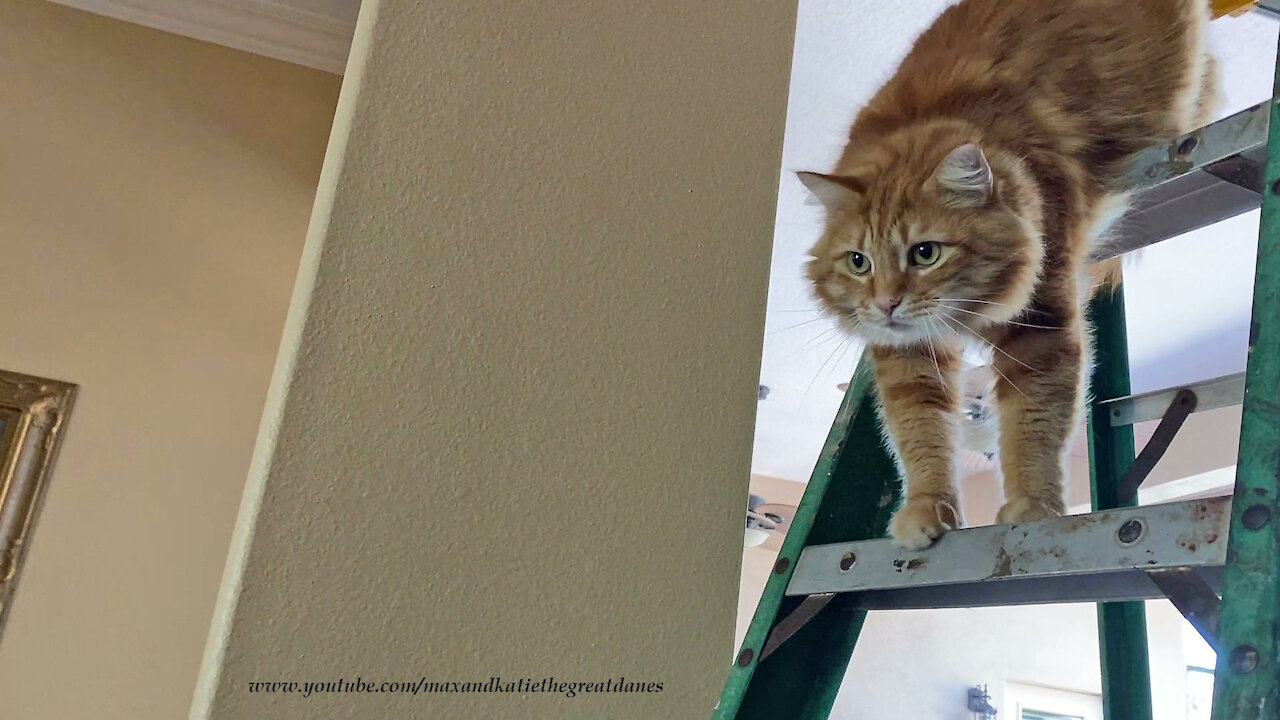 Great Dane watches in disbelief at ladder-loving cat