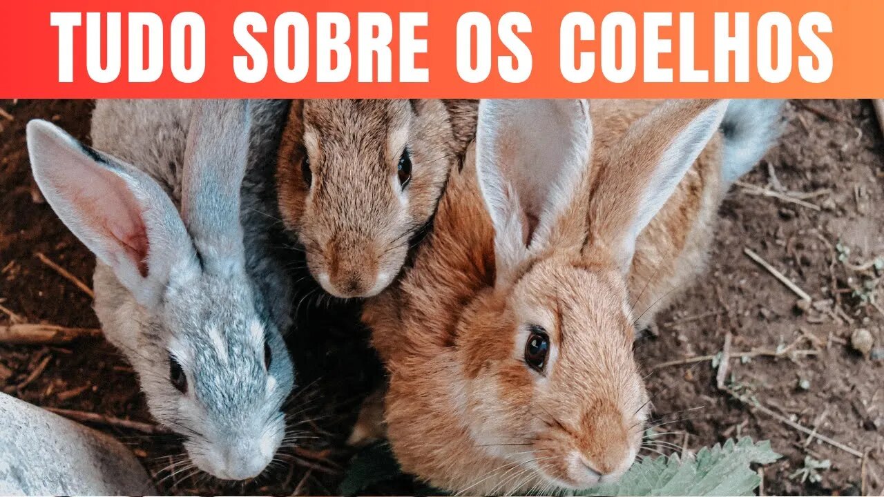 Encantadores Coelhos Descubra tudo sobre esses adoráveis bichinhos.