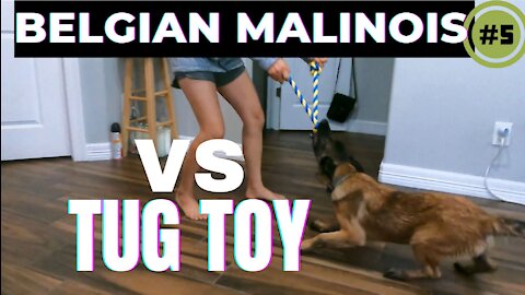 Belgian malinois Vs Tug toy