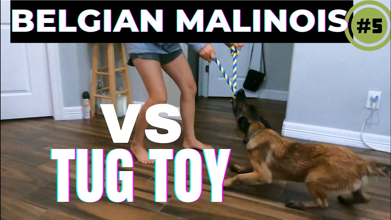 Belgian malinois Vs Tug toy