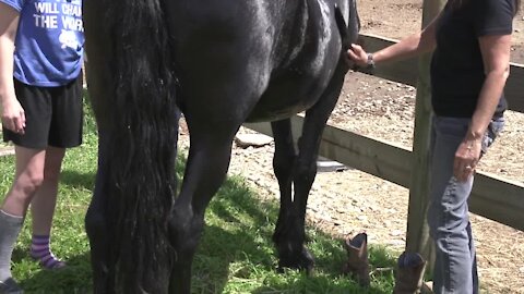 Last year was challenging for the horse sanctuary. Donations dropped off because of the pandemic while they also cared for horses with owners who had become very ill from COVID-19.