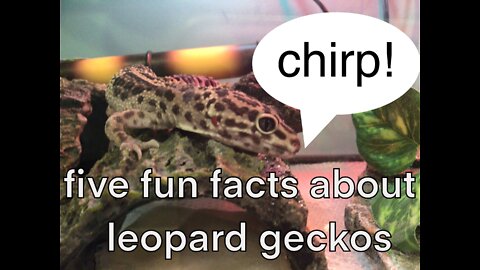 Five fun facts about Leopard Geckos