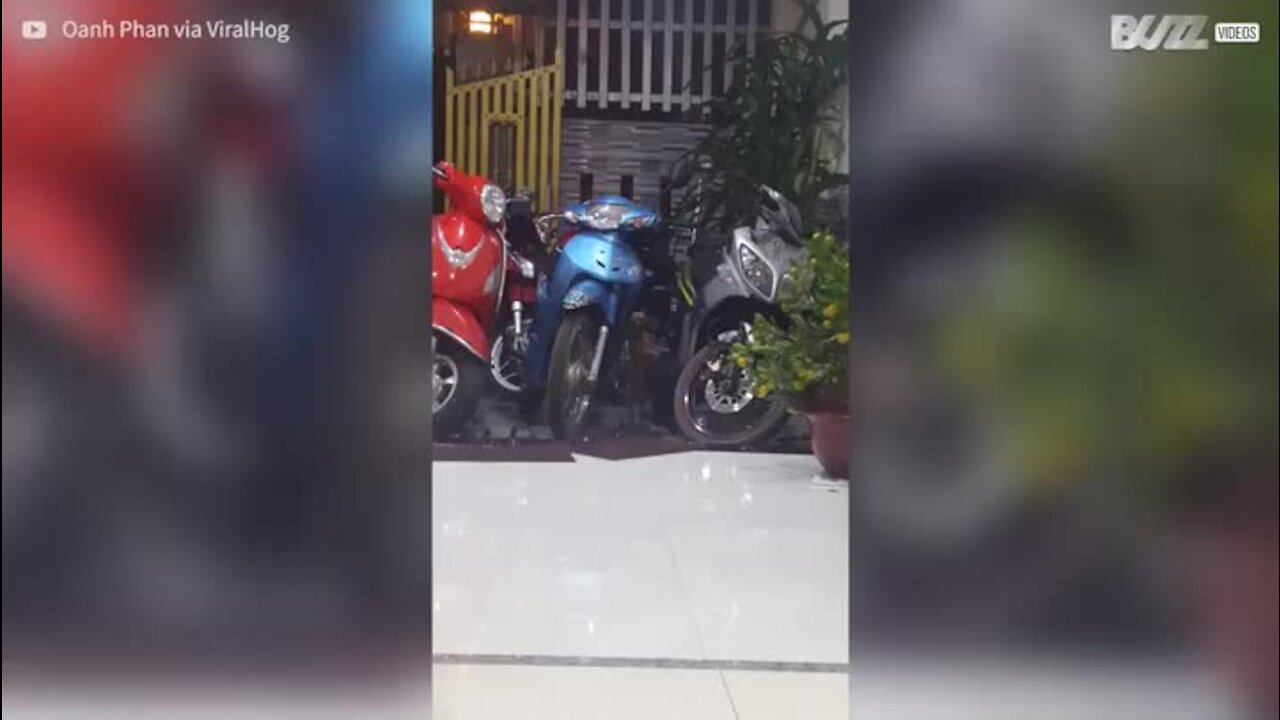 Ce chien danse mieux que la plupart d'entre nous!