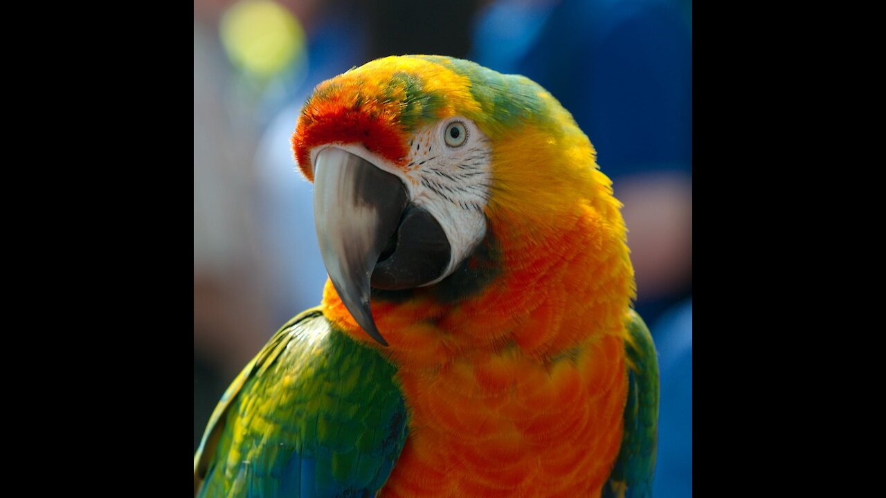 Playing with a budgie