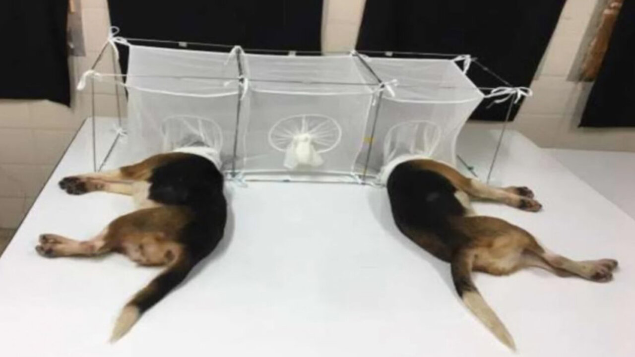 Torturing Puppies, Live Vivisection of Human Babies