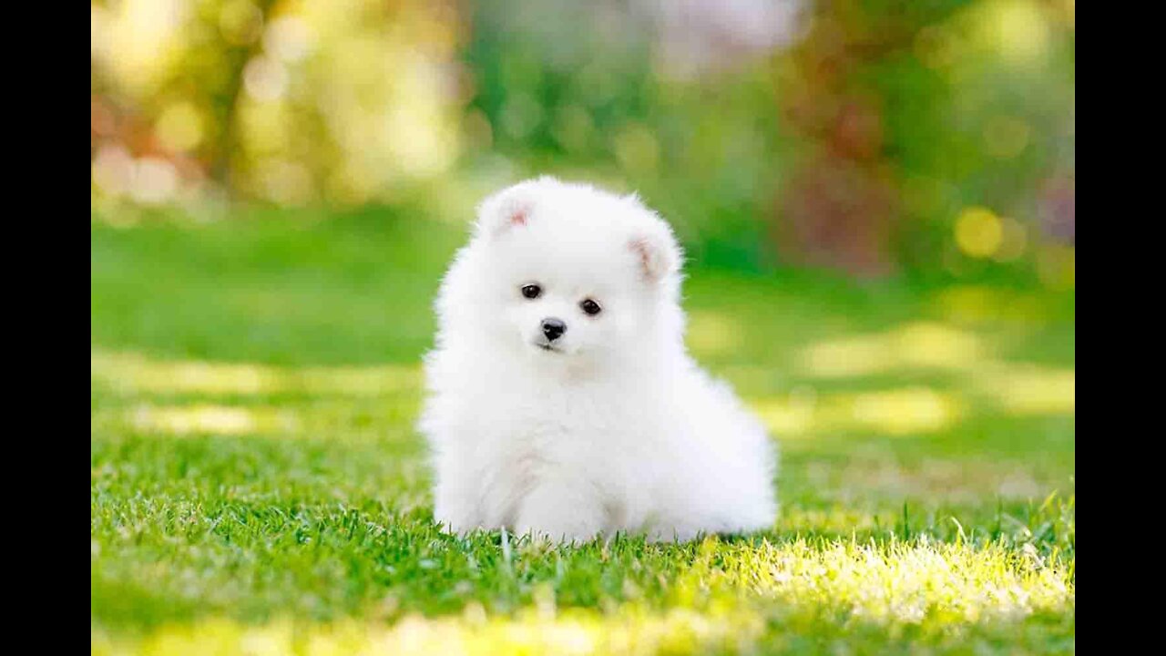 cute baby dog tik tok