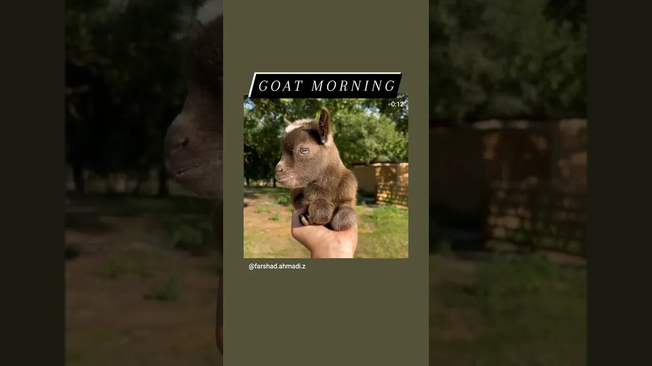 Goat Morning again
