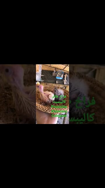 Poussins d'oiseaux Calopset