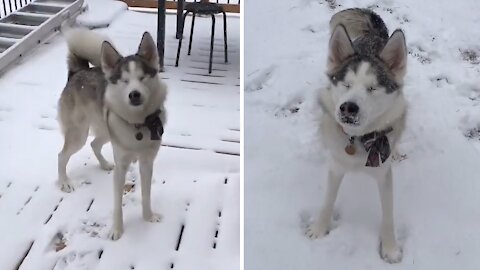 Blind husky still gets exited over a snow storm