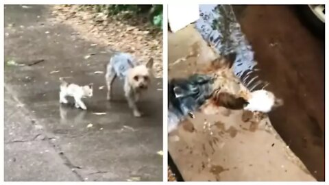 Dog rescues kitten, brings it home ! #funny_dog