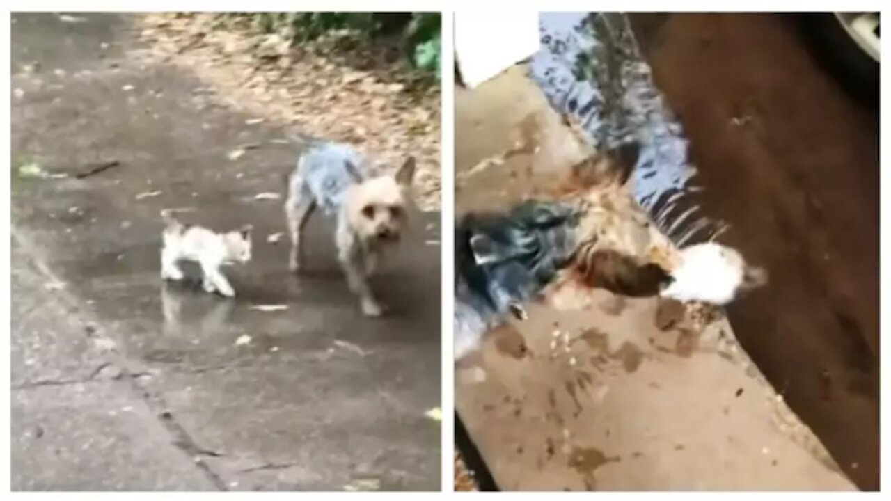 Dog rescues kitten, brings it home ! #funny_dog