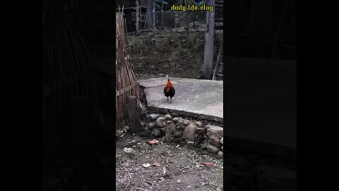 Fighting-cock