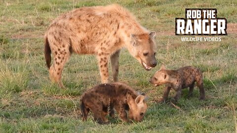 Hyenas Interact At A Den | Maasai Mara Safari | Zebra Plains