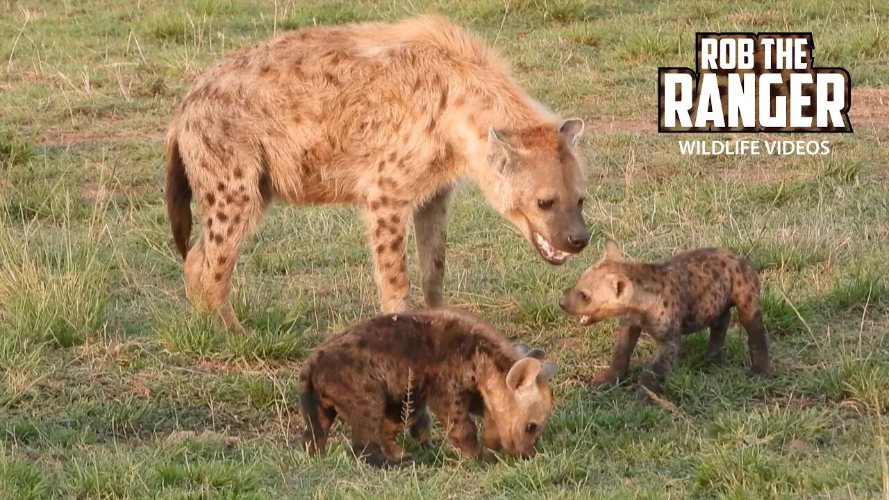 Hyenas Interact At A Den | Maasai Mara Safari | Zebra Plains