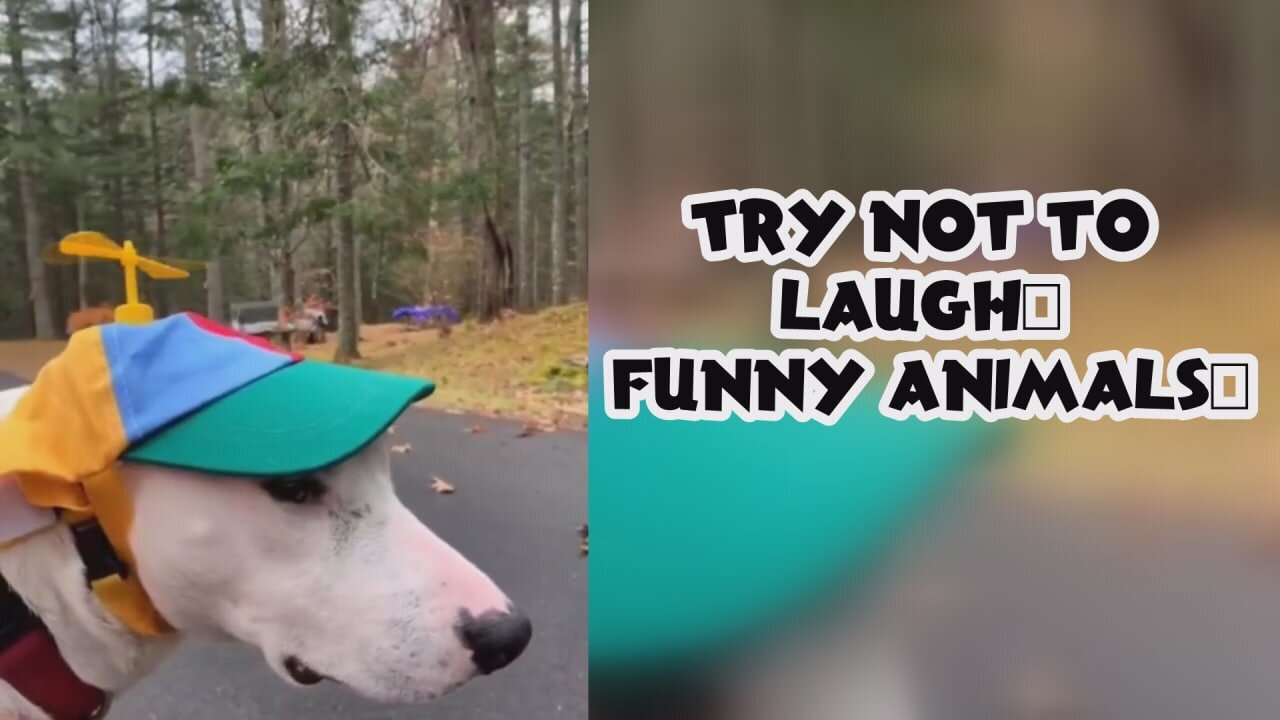 funny animals