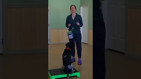 Collar Conditioning Your Dog For Place Training