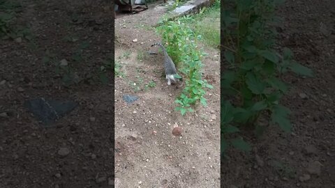 Cute kitty playing 🐱😍🐱 #shorts