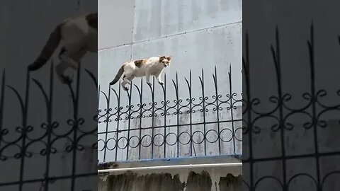 The cat that knows kung fu #funny #ytshorts #shorts #animals #cats #dogs #pets #perros #gatos #猫