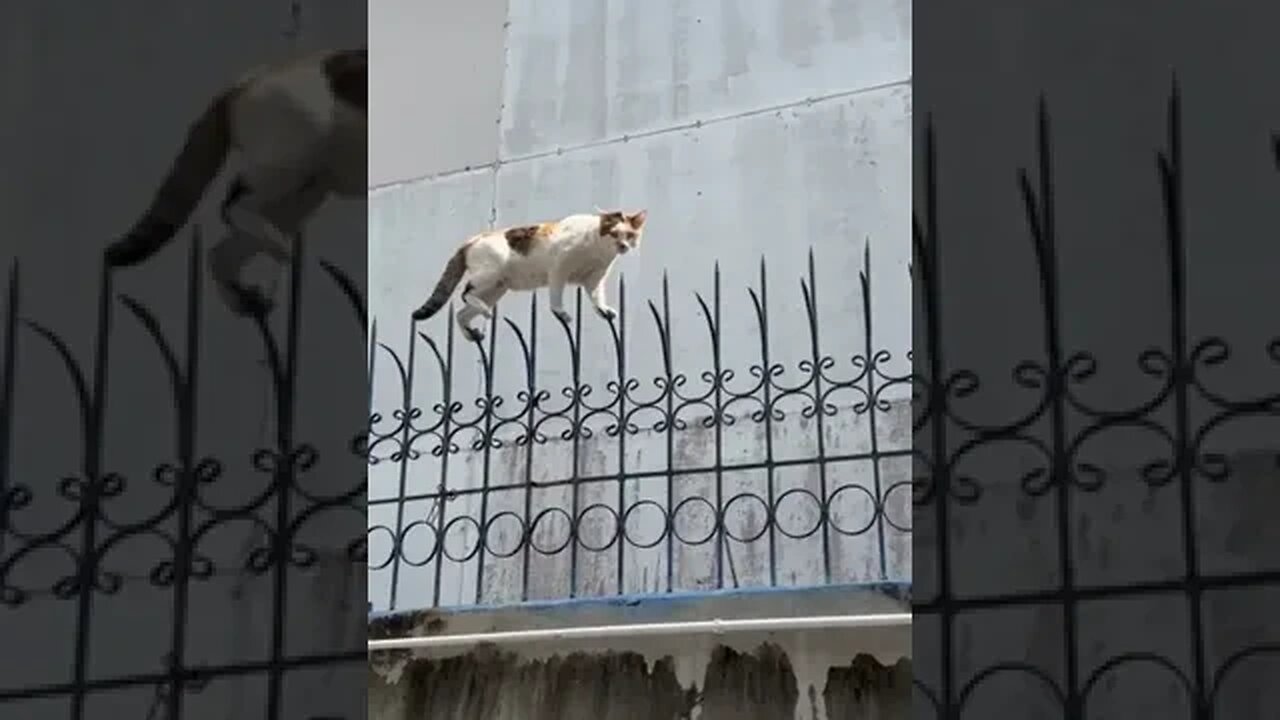 The cat that knows kung fu #funny #ytshorts #shorts #animals #cats #dogs #pets #perros #gatos #猫