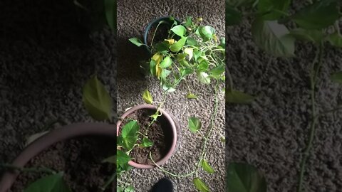 The Lord spoke a message to me while working on my plants!