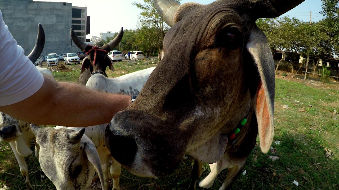 Kindly tourist takes pity on hungry stray cows in India