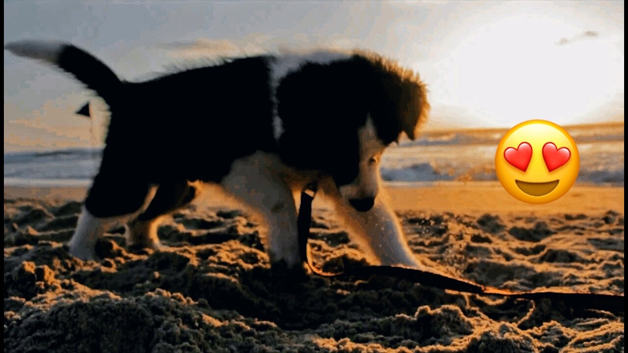Puppy dog playful 😍