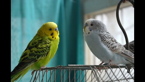 PARAKEETS IN PARIS, TEXAS October 18, 2022