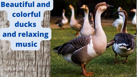 Beautiful and colorful ducks and relaxing music