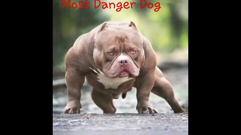 Most Dangerous Dog in The World