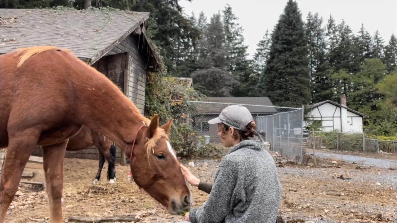 Taming Wild Mustangs: My Thought Process (Voiceover Walk Thru)