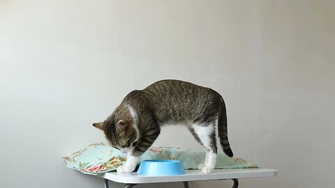 Crazy Cat Burries His Food