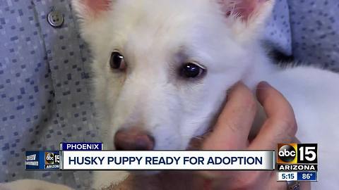 BB Bear — abused pup — ready for furrr-ever home!