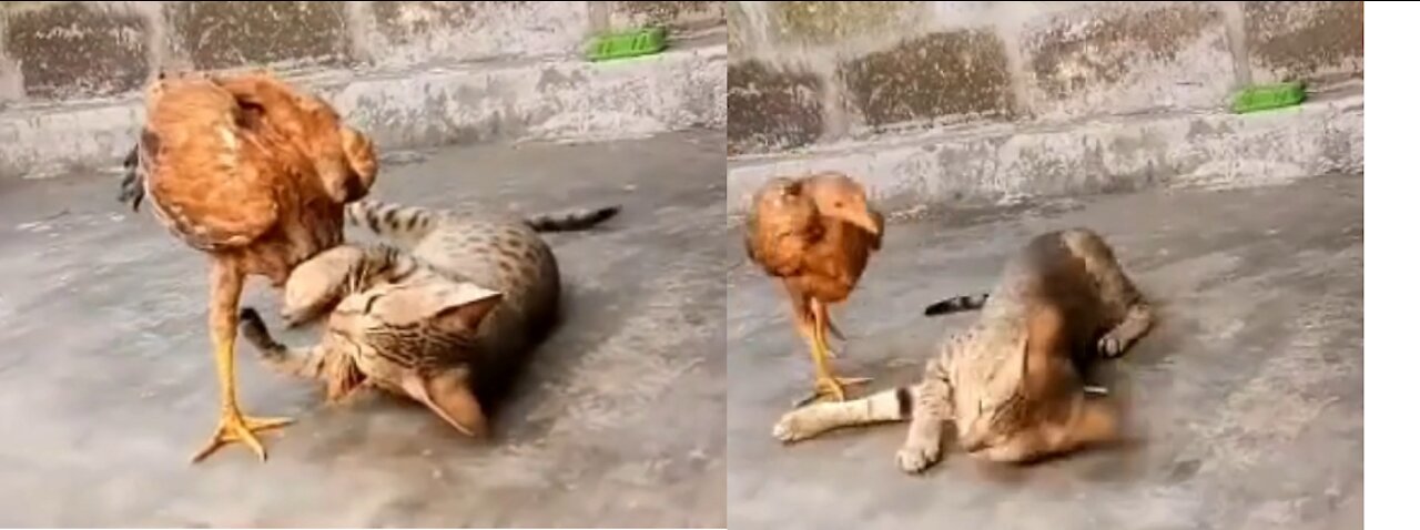 Cat and Young Roster Funny Fight