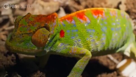 Female Chameleon releases its colours before death