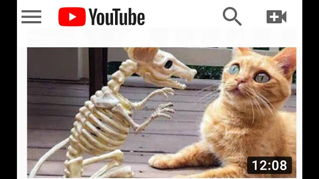Funny Cats and Kittens Meowing Compilation