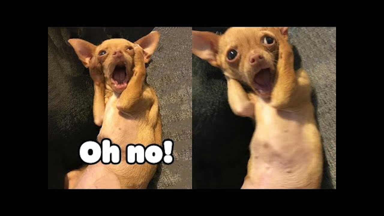 Oh No! Tik Tok | Funny Pets Reaction | Dog And Cat Compilation