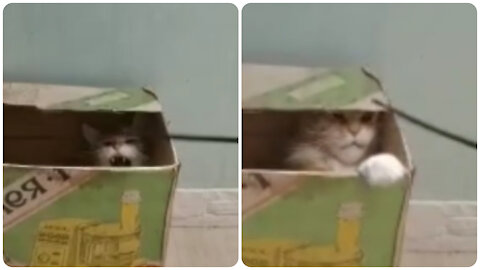 Maine Coon is attacking